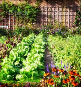 Conférence Le potager productif en automne de Denis Pépin à Rochefort